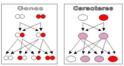 Introduzione alla genetica classica e Mendeliana