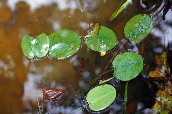 Hydrocleys nymphoides 