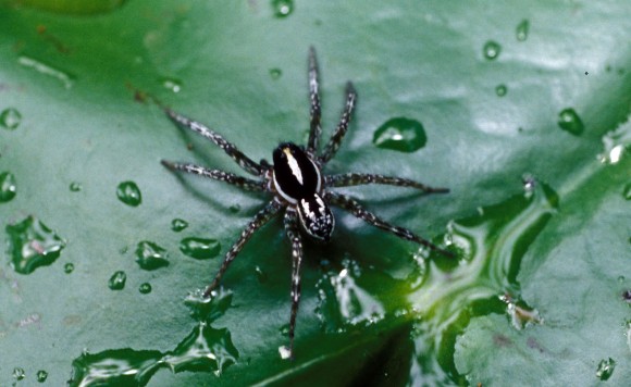 Nymphoides mycrophylla, splendida pianta che non ho mai visto in acquari