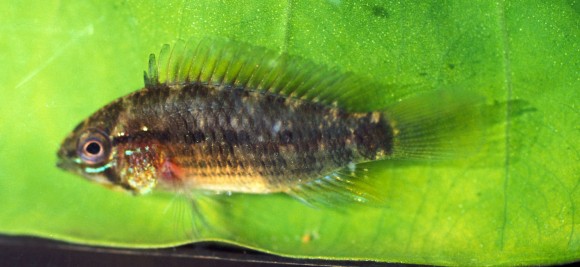 Una nuova specie di Apistogramma, questo il maschio..