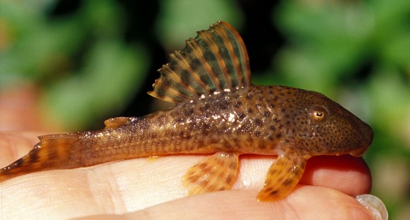 Plecostomus (=Hypostomus) bolivianus