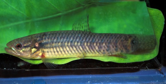 Hoplerythrinus unitaeniatus