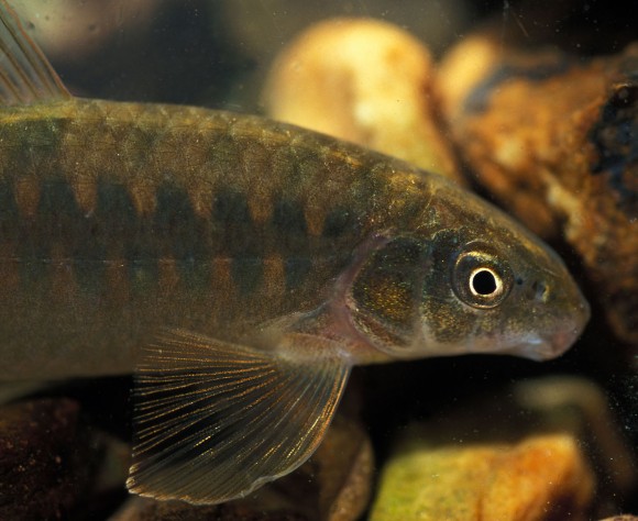 Pearson described in 1924 a Characidium from this area, as C. bolivianum, but I cannot match his description to this beauty, which I found in fast flowing very shallow mountainous stream gliding over rocks, almost impossible to catch (note the large pectoral fins), took me 6 hours…