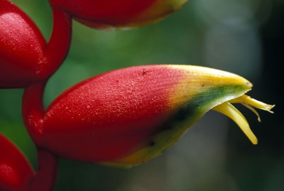 Heliconias