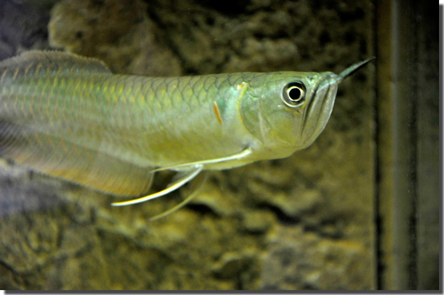 Rio, l'Arowana dell'autore