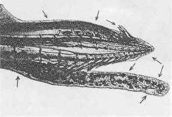 Gonopodio P. reticulata