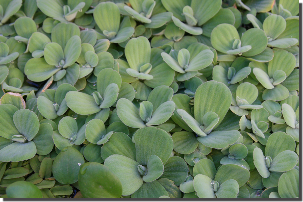 pistia 1