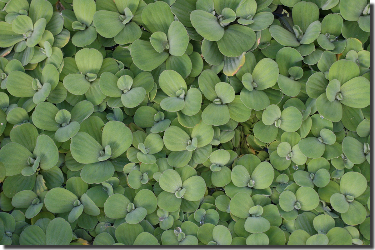 pistia 14