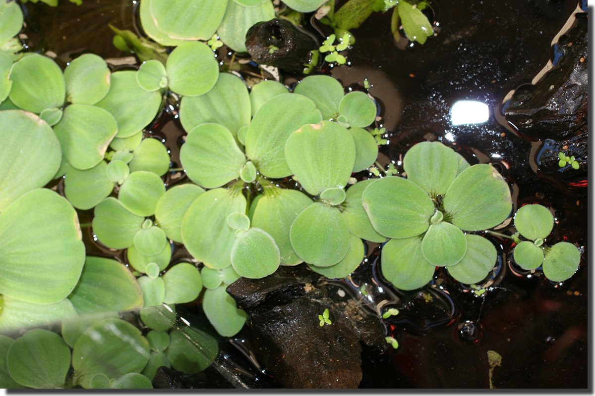 pistia 15