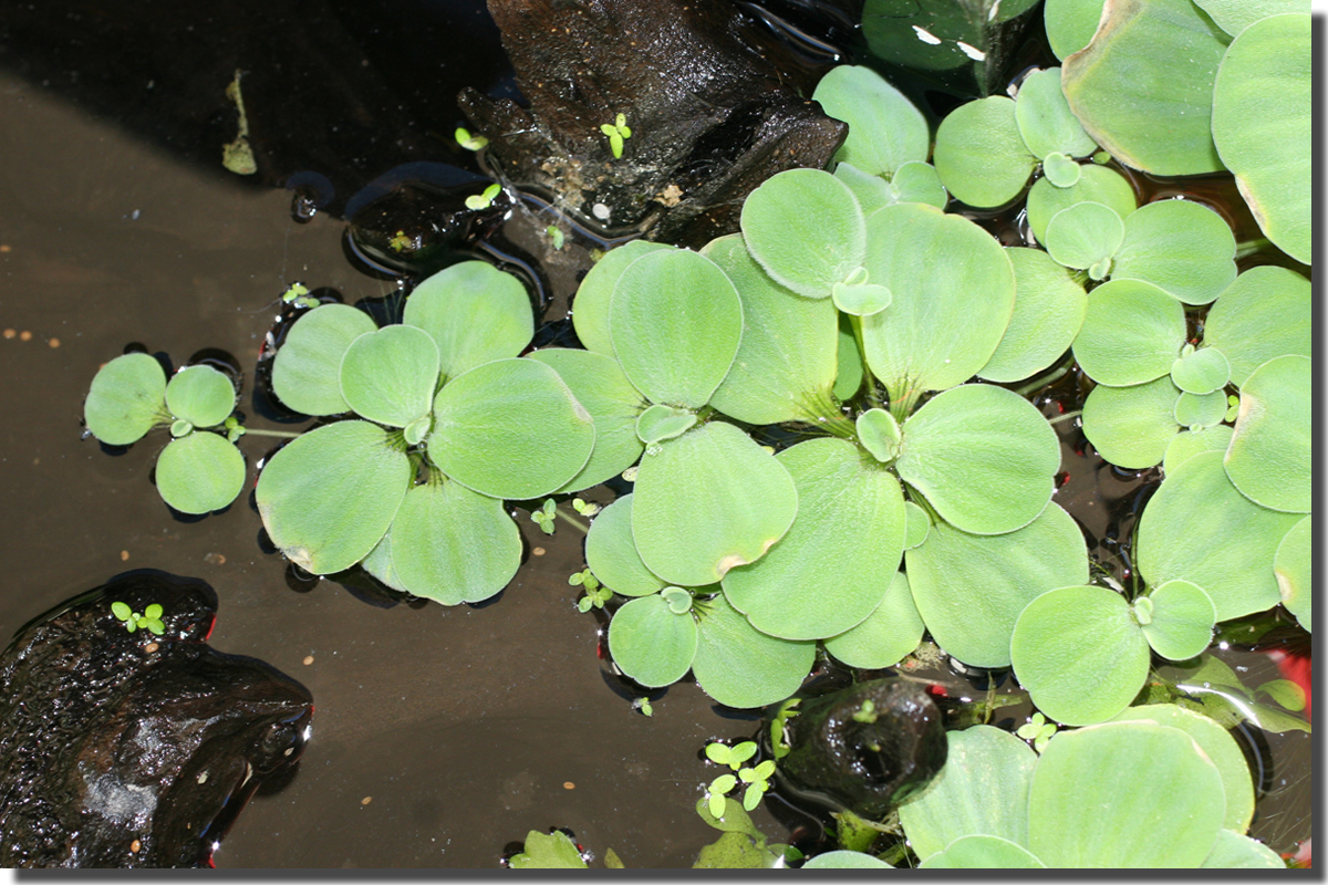 pistia 16