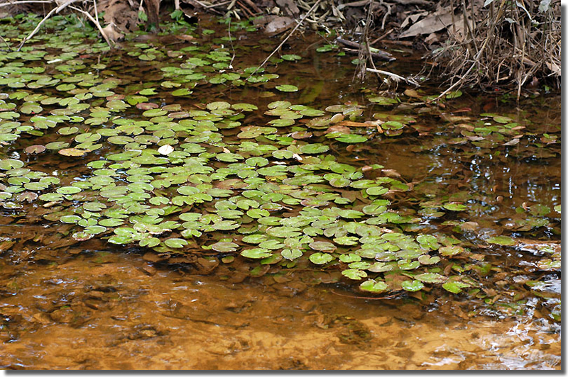 2Biotope H