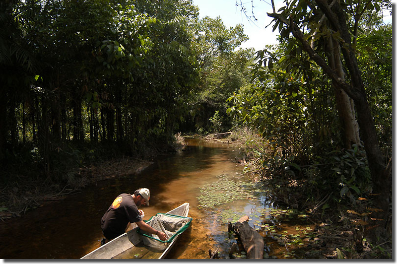 Biotope H_collecting