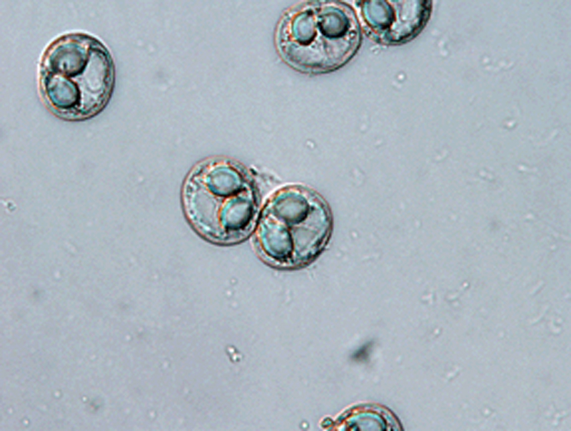spore myxozoa