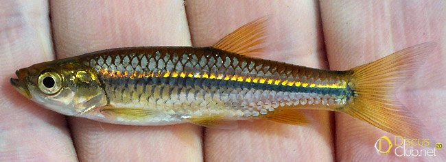 35.-Rasbora-daniconius India_Jan.2009_N.Khardina