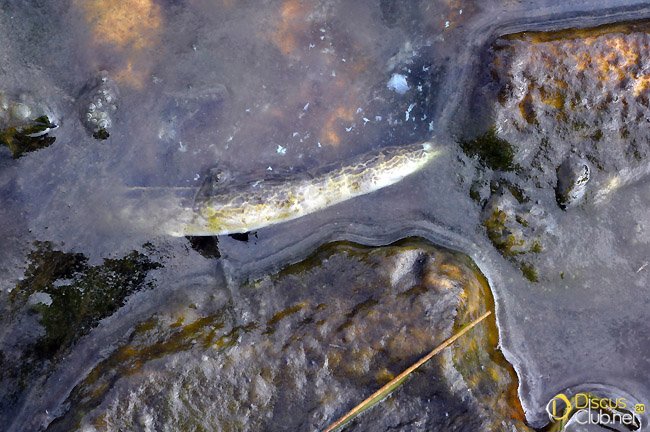 8.leak-of-oxygen-and-dying-fishes-like-this-spiny-eel-India Jan.2009_N.Khardina