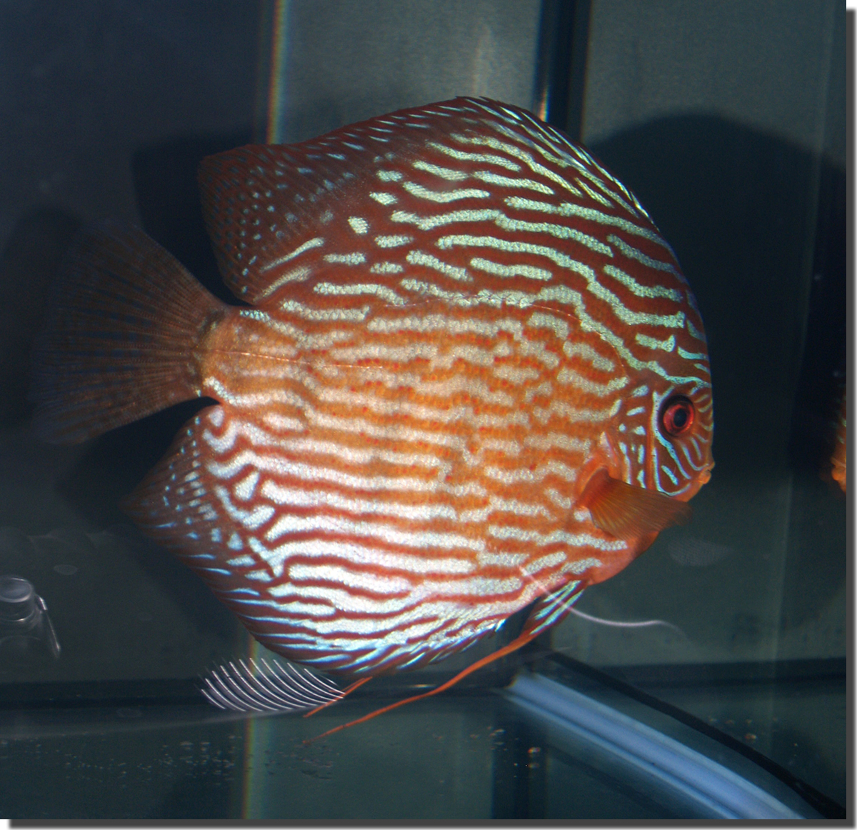 2nd Striped