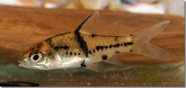 02 Puntius-lateristriga_juvenile_Sungai-Mungkat_Western-Kalimantan_Borneo_H