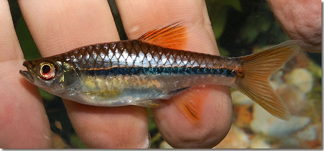 05 Rasbora-sarawakensis_adult_Sungai-Mungkat_Western-Kalimantan_Borneo_H