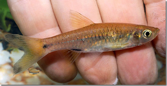 06 Rasbora-cf.-spilotaenia_adult_Sungai-Mungkat_Western-Kalimantan_Borneo_H