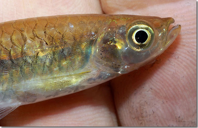 07 Rasbora-cf.-spilotaenia_detail_Sungai-Mungkat_Western-Kalimantan_Borneo_H