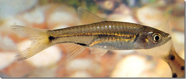 08 Rasbora-cf.-spilotaenia_juvenile_Sungai-Mungkat_Western-Kalimantan_Borneo_H