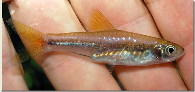 09 Rasbora-cf.-vulcanus_Sungai-Mungkat_Western-Kalimantan_Borneo_H