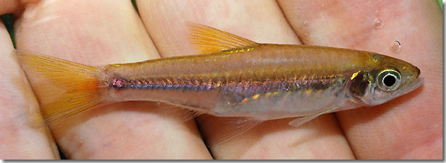 10 Rasbora-cf.-vulcanus_Sungai-Mungkat_Western-Kalimantan_Borneo_H