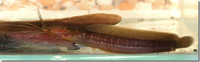 15 Clarias-teijsmanni_Sungai-Mungkat_Western-Kalimantan_Borneo_H