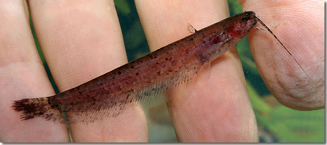 16 Silurichthys-cf.-marmoratus_Sungai-Mungkat_Western-Kalimantan_Borneo_H