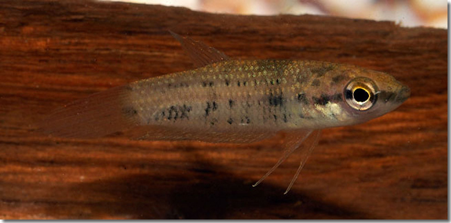 20 Betta-cf.-chini_Sungai-Mungkat_Western-Kalimantan_Borneo_H