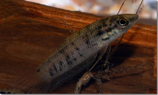 21 Betta-cf.-chini_Sungai-Mungkat_Western-Kalimantan_Borneo_H