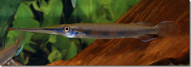 22 Hemirhamphodon-pogonognathus_male_Sungai-Mungkat_Western-Kalimantan_Borneo_H.Bleher