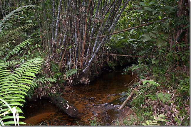 24 Sungai-Mungkat_Western-Kalimantan_Borneo_H